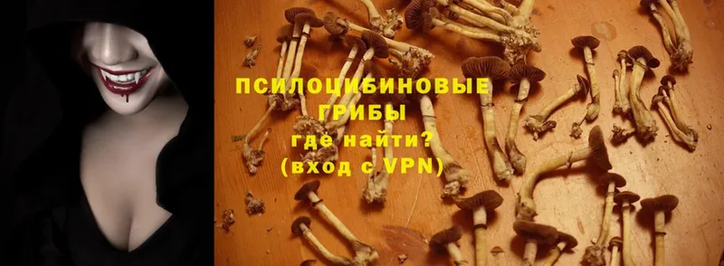 Псилоцибиновые грибы Psilocybe  это официальный сайт  Красный Сулин  omg вход 